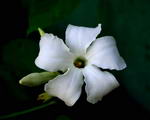 Browallia Speciosa